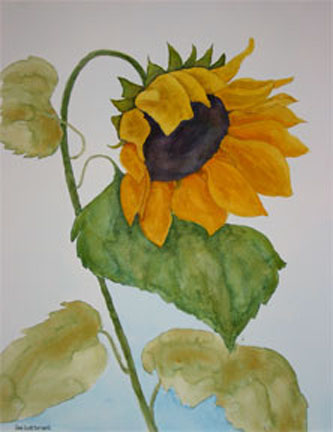 sunflower 2